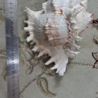 صدفهای خاص|ماهی|اصفهان, جلفا|دیوار