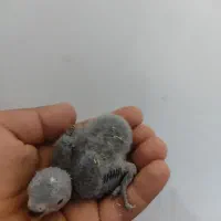 جوجه سرلاکی برزیلی