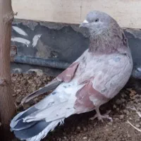 کبوتر|پرنده|قم, بکایی|دیوار