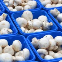 کارگاه آموزشی پرورش قارچ خوراکی با کارعملی وبازدید|خدمات آموزشی|ورامین, |دیوار