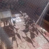 تعداد۱۰مرغ نزاددار ۱۵بوقلمون ۱عدداوردک اسرائیلی