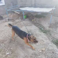 سگ ژرمن شپرد