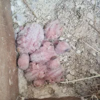 پرنده طوطی کوتوله برزیلی سیراف|پرنده|بندر کنگان, |دیوار