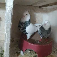 طوقی.پشت هفت‌رنگ.کلاغ.سرخ دم سفید