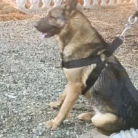 سگ ژرمن گارد|سگ|باغستان, |دیوار