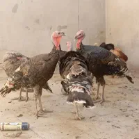 سه عدد بوقلمون محلی برا فروش