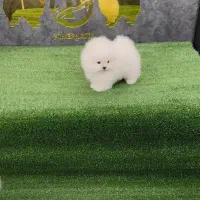 توله پامرانین خرسی کیفیت بالا