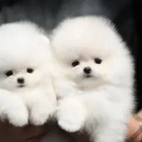 پامر جیبی سایز ریز