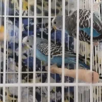 مرغ عشق طوطی