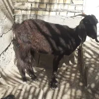 بز نجدی|حیوانات مزرعه|شادگان, |دیوار