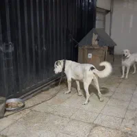 سگ الابای|سگ|شهریار, شهریار|دیوار