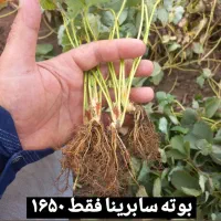 مفت و ارزان