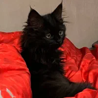 واگذاری گربه پرشین