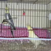 سلام عروس هلندی جفت تازه 5عدد تخم گذاشتن