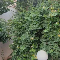 خانه-باغ-زیبا-دارای-امتیازات-برق-و-گاز-وتانکر