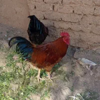 خروس|حیوانات مزرعه|محلات, |دیوار