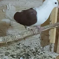 کفتر خوب|حیوانات|قم, نیروگاه|دیوار