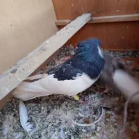 کفتر نرو ماده شهری|پرنده|شیراز, پودنک|دیوار