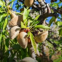 ـ فروش نهال صنوبر ، بادام و گردو|خدمات باغبانی و درختکاری|اصفهان, خواجو|دیوار