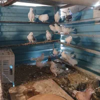 کبوتر رنگی|پرنده|صفادشت, |دیوار