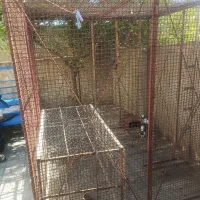 قفس گنجه 2در2|پرنده|شیراز, گلشن|دیوار