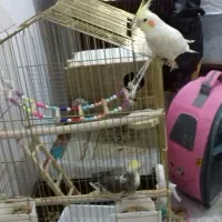 عروس هلندی مولد|پرنده|اقبالیه, |دیوار