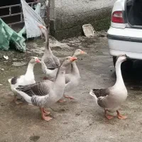 غاز و قوغاز