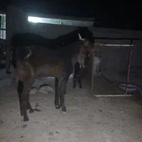 فروش نر بز افغانی یکساله|حیوانات مزرعه|دهلران, |دیوار