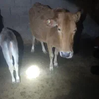 گاو|حیوانات مزرعه|کرخه, |دیوار