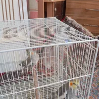 یه جفت عروس هلندی