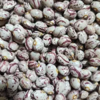 لوبیا چیتی|خوردنی و آشامیدنی|اصفهان, باغ فردوس|دیوار