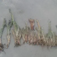 کاکتوس صخره ای|گل و گیاه طبیعی|خوی, |دیوار