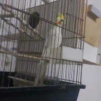 عروس هلندی نر دستی|پرنده|اسلام‌شهر, شهرک مهدیه|دیوار