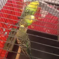 مرغ عشق نژاد انگلیسی