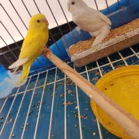 جوجه مرغ عشق دستی  چشم شرابی