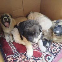 گمشدن 4تا توله 2تا نر 2تا ماده و مادر بومی|سگ|شاهین‌شهر, شهرک گلدیس|دیوار