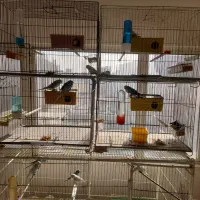 مرغ عشق مولد