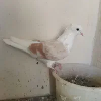 کفتر هما کاکلی غریب گیری|پرنده|محمدشهر, محمدشهر|دیوار