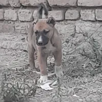 واگذاری سگ سرابی اصیل