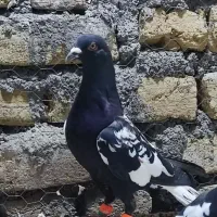 ابلغ دم سفید