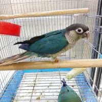 گرینچیک|پرنده|کرج, فاز ۳ گوهردشت|دیوار