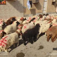 گوسفندوبره عربی چاق چاق((همراه باقصاب رایگان))|حیوانات مزرعه|اهواز, زیباشهر|دیوار