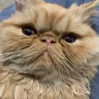 پرشین گارفیلدی