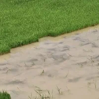 بذر چلتوک یا شلتوک کنار راه