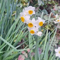 گل نرگس شهلا