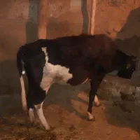 گاو ابستن ۲ شکم|حیوانات مزرعه|حسین آباد, |دیوار