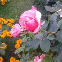 استخدام ادمین