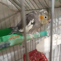 عروس هلندی