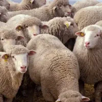 فروش گوسفند زنده نر|حیوانات مزرعه|تبریز, |دیوار