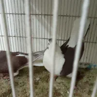 دمگیر دوبحر سرخ بدون تیر